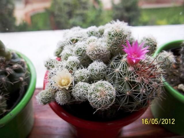 Name:  100_2408.jpg
Views: 968
Size:  45.2 KB
