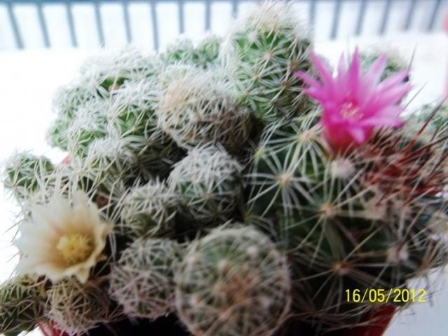 Name:  100_2418.jpg
Views: 979
Size:  48.2 KB