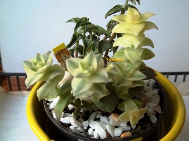 Name:  100_2428.jpg
Views: 890
Size:  36.7 KB