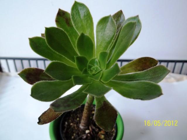 Name:  100_2413.jpg
Views: 884
Size:  29.4 KB
