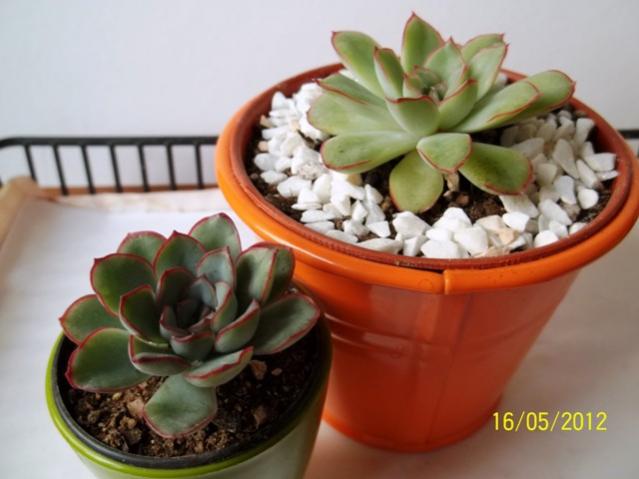Name:  100_2429.jpg
Views: 878
Size:  35.9 KB
