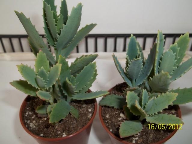 Name:  100_2415.jpg
Views: 1006
Size:  36.5 KB