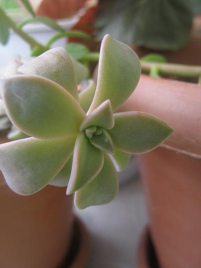 Name:  graptopetalum.JPG
Views: 1623
Size:  25.5 KB