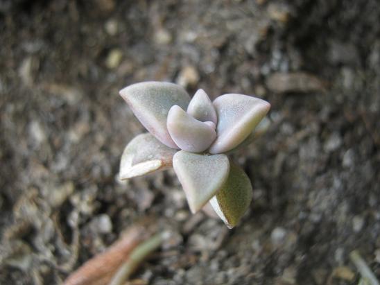 Name:  yavru graptopetalum.JPG
Views: 1588
Size:  40.9 KB