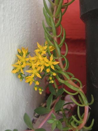 Name:  sedum.JPG
Views: 1573
Size:  29.3 KB