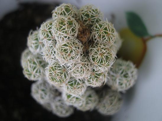Name:  mammillaria gracilis.JPG
Views: 1713
Size:  44.1 KB