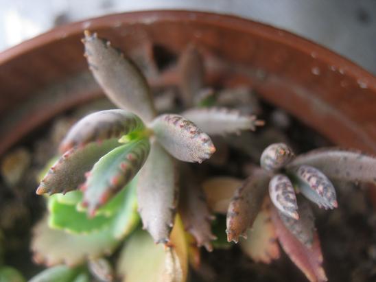 Name:  kalanchoe daigremontiana.JPG
Views: 1768
Size:  36.9 KB