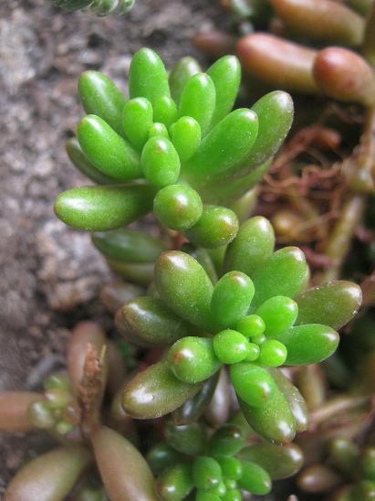 Name:  sedum rubrotinctum.JPG
Views: 1685
Size:  42.4 KB