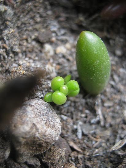 Name:  rubrotinctum yavru.JPG
Views: 1591
Size:  44.4 KB