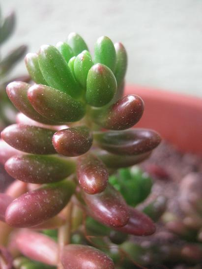 Name:  rubrotinctum 1.JPG
Views: 1573
Size:  32.1 KB
