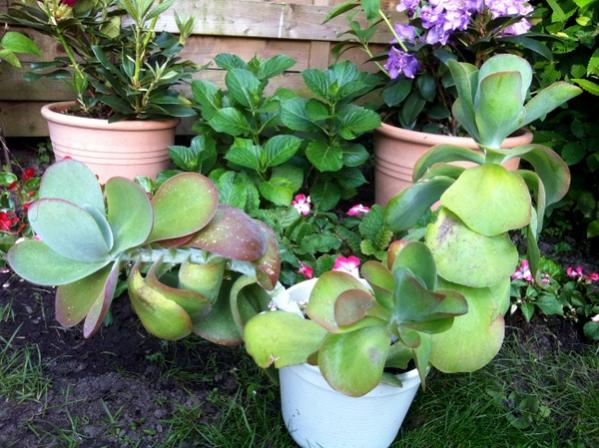 Name:  Kalanchoe thyrsiflora.jpg
Views: 1659
Size:  58.0 KB