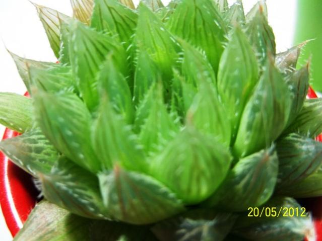 Name:  100_2458.jpg
Views: 729
Size:  37.7 KB
