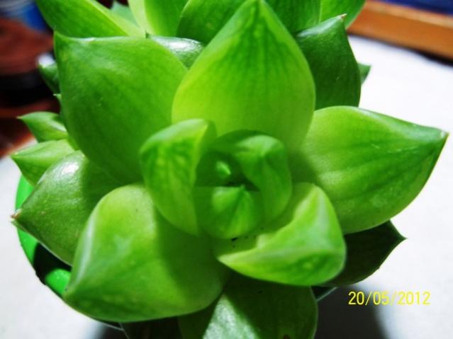 Name:  100_2457.jpg
Views: 749
Size:  30.8 KB