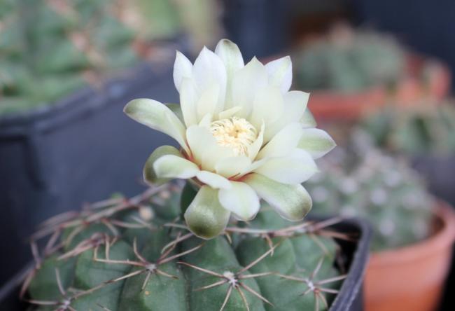 Name:  2012-05-29 391.jpg
Views: 1189
Size:  26.2 KB