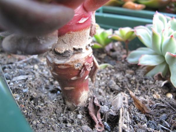 Name:  IMG_4899.jpg
Views: 912
Size:  47.5 KB