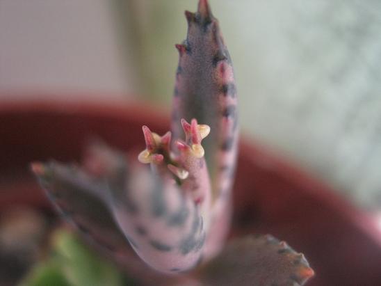 Name:  daigremontiana2.JPG
Views: 1502
Size:  29.6 KB