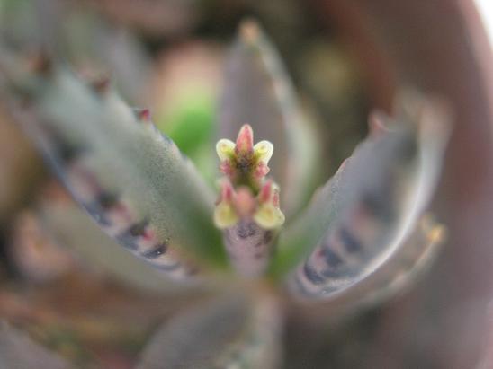 Name:  daigremontiana3.JPG
Views: 1562
Size:  30.7 KB