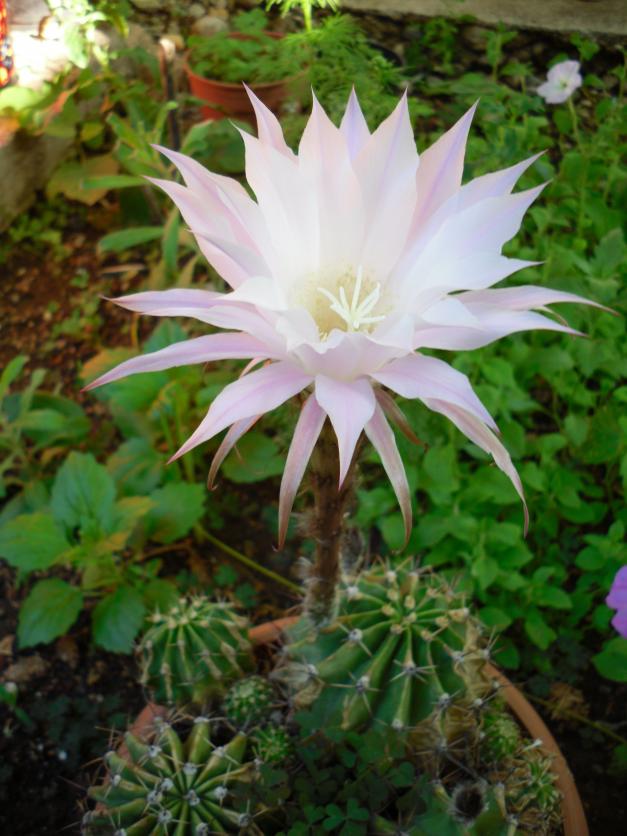 Name:  SDC13880 copy copy.jpg
Views: 497
Size:  71.5 KB