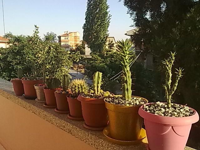 Name:  Grnt0199.jpg
Views: 811
Size:  58.7 KB