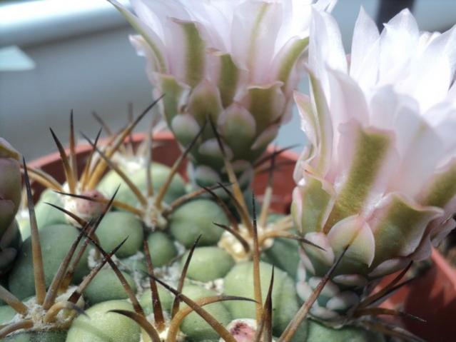 Name:  DSC03106.jpg
Views: 728
Size:  37.9 KB