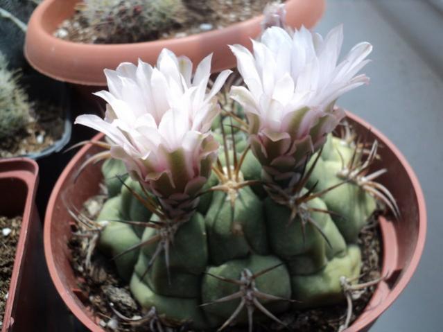 Name:  DSC03104.jpg
Views: 737
Size:  40.4 KB