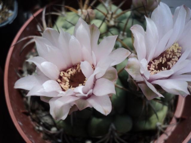 Name:  DSC03105.jpg
Views: 735
Size:  33.9 KB