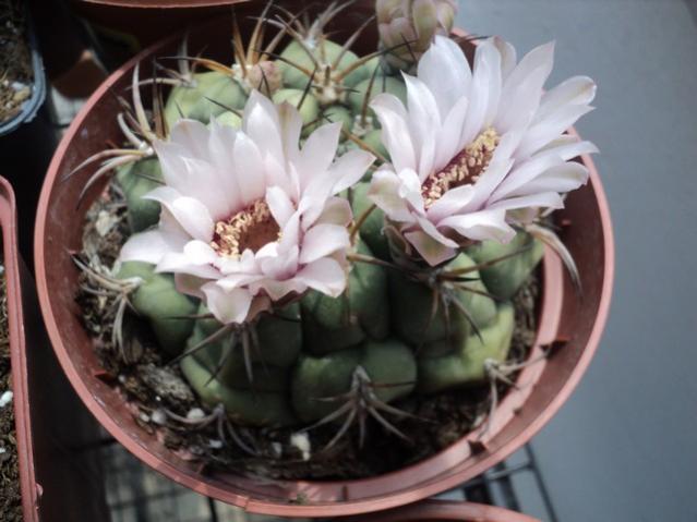 Name:  DSC03103.jpg
Views: 710
Size:  40.9 KB