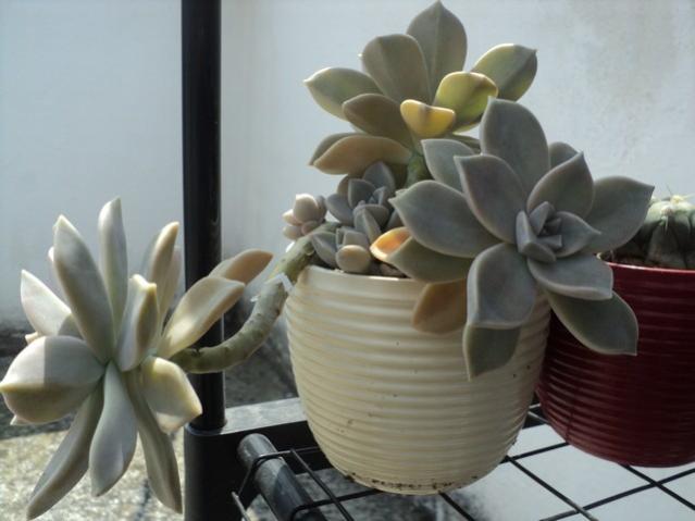 Name:  DSC03109.jpg
Views: 744
Size:  33.8 KB