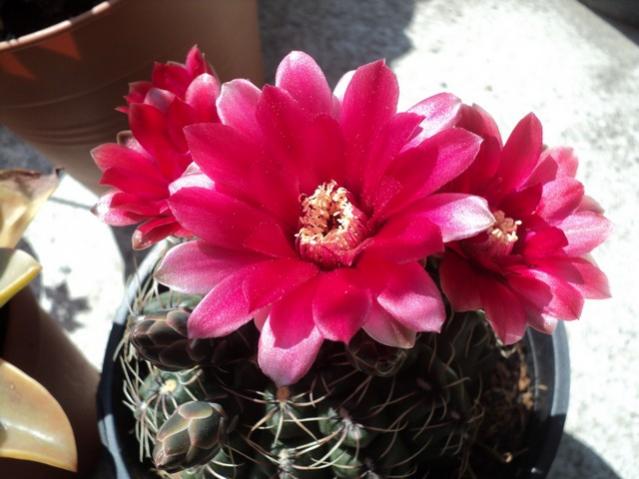 Name:  DSC03123.jpg
Views: 755
Size:  41.5 KB