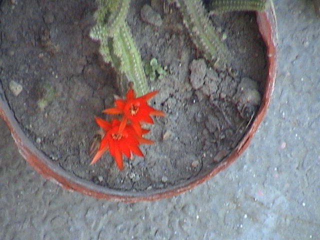 Name:  DSC00186.JPG
Views: 589
Size:  59.7 KB