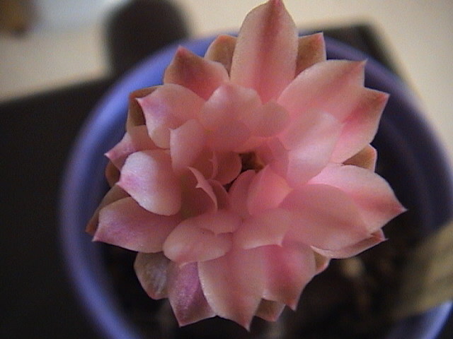 Name:  DSC00209.JPG
Views: 600
Size:  58.8 KB