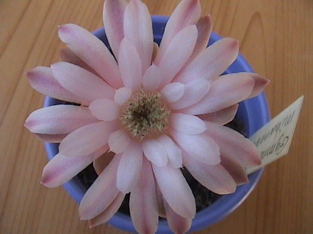 Name:  DSC00212.JPG
Views: 609
Size:  57.6 KB
