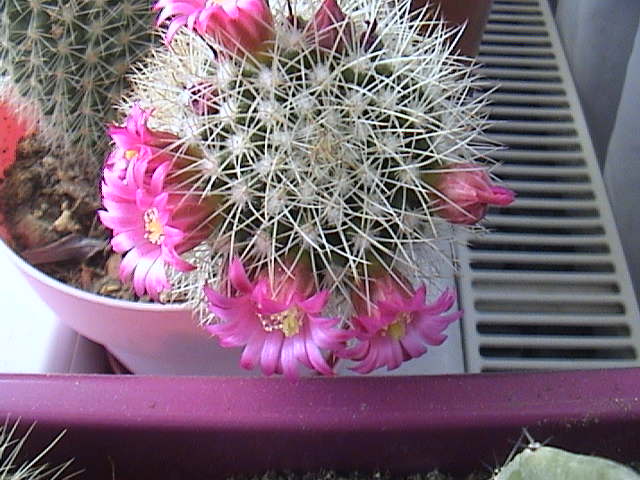 Name:  DSC00070.JPG
Views: 567
Size:  62.2 KB