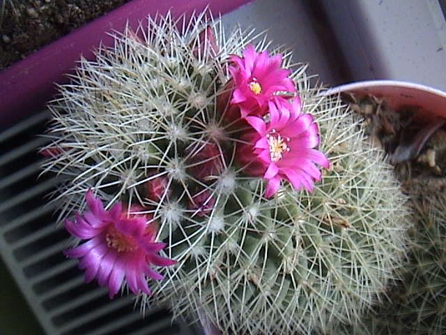 Name:  DSC00065.JPG
Views: 605
Size:  63.5 KB