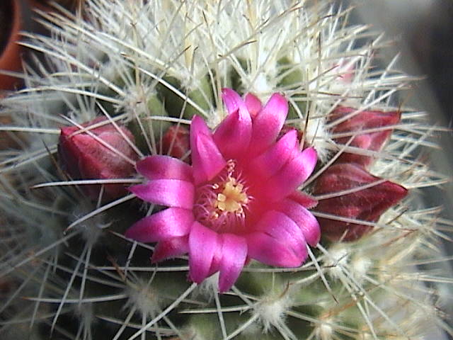 Name:  DSC00061.JPG
Views: 610
Size:  61.6 KB