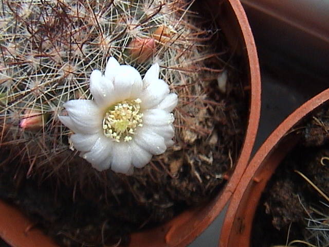 Name:  DSC00057.JPG
Views: 595
Size:  62.4 KB