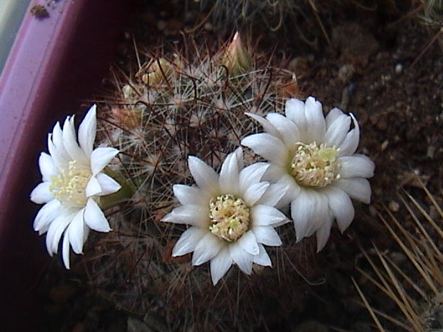 Name:  DSC00075.JPG
Views: 562
Size:  59.7 KB