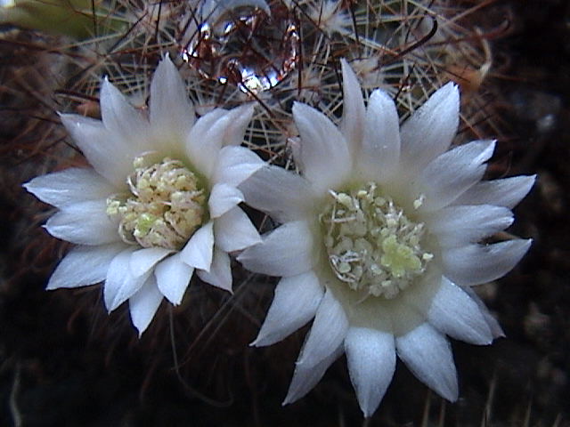 Name:  DSC00079.JPG
Views: 578
Size:  60.2 KB