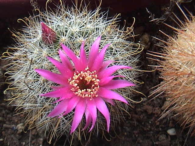 Name:  DSC00071.JPG
Views: 612
Size:  63.8 KB