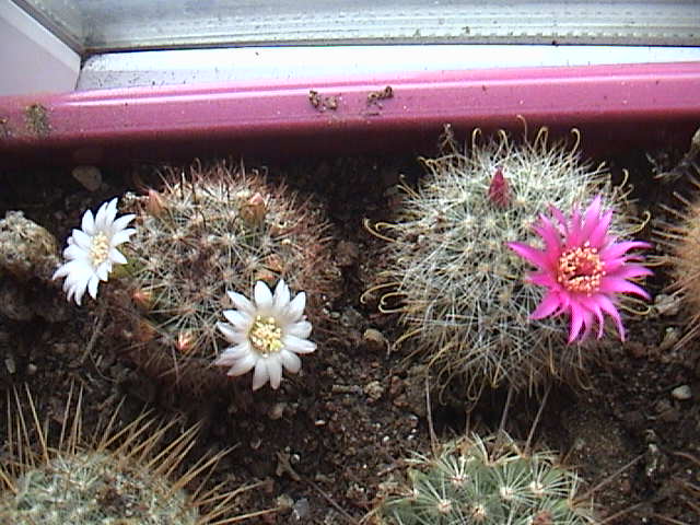 Name:  DSC00073.JPG
Views: 600
Size:  62.0 KB