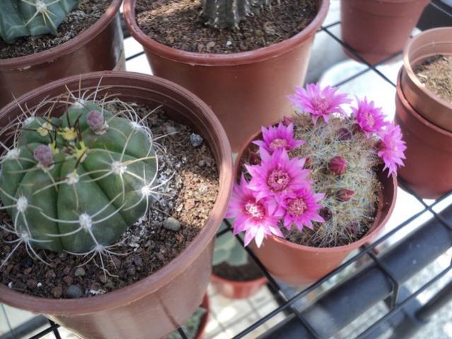 Name:  DSC03101.jpg
Views: 703
Size:  56.4 KB