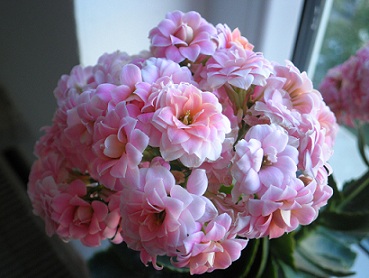 Name:  09.06.2012 (8) - Kopya.JPG
Views: 4124
Size:  55.6 KB