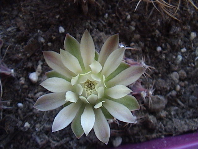 Name:  DSC00268.JPG
Views: 573
Size:  59.6 KB