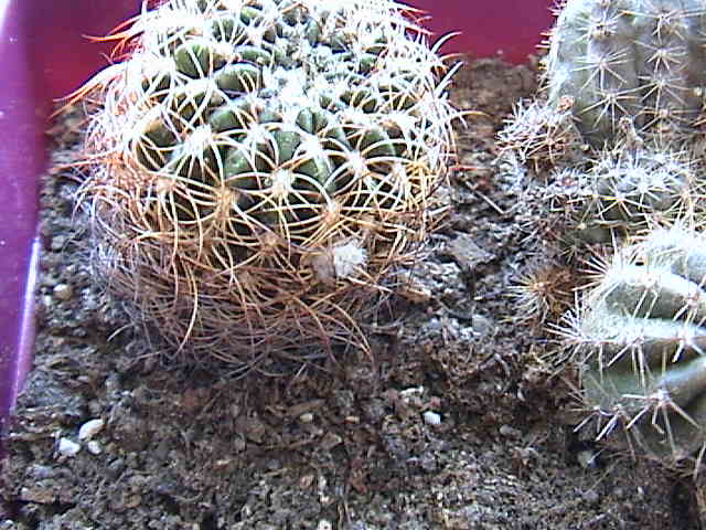 Name:  DSC00271.JPG
Views: 583
Size:  59.5 KB