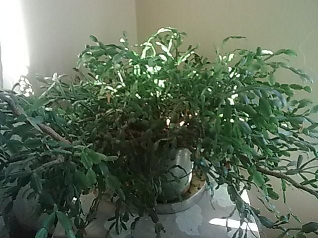 Name:  Grnt0212.jpg
Views: 793
Size:  51.2 KB