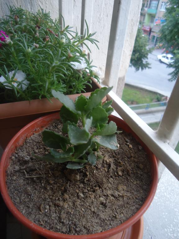 Name:  DSC02287.jpg
Views: 1104
Size:  72.8 KB