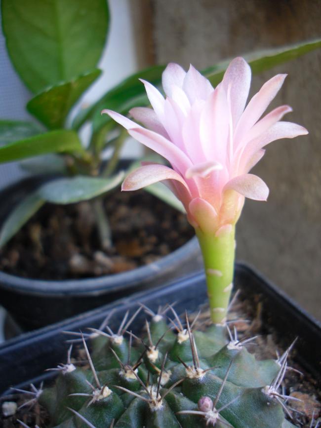 Name:  SDC14386 copy copy.jpg
Views: 436
Size:  56.2 KB