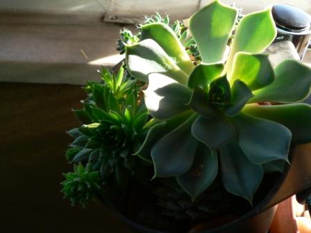 Name:  P1270074.JPG
Views: 521
Size:  25.6 KB