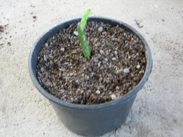 Name:  IMG_1963.jpg
Views: 797
Size:  43.1 KB