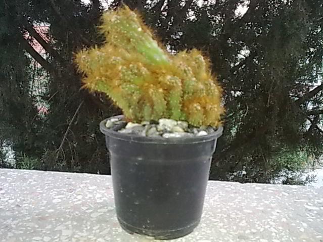 Name:  Grnt0220.jpg
Views: 730
Size:  58.4 KB